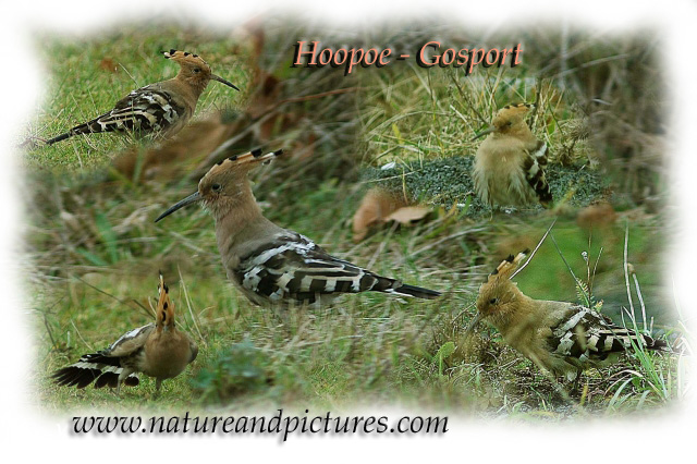 hoopoe, hoopoes, bird-2.jpg - FELICIA THE HOOPOE - FELICIA PARK FARM, GOSPORT - 2006